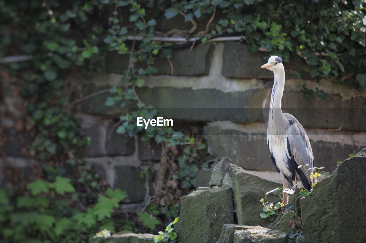 VIEW OF BIRD PERCHING ON WALL AGAINST PLANTS