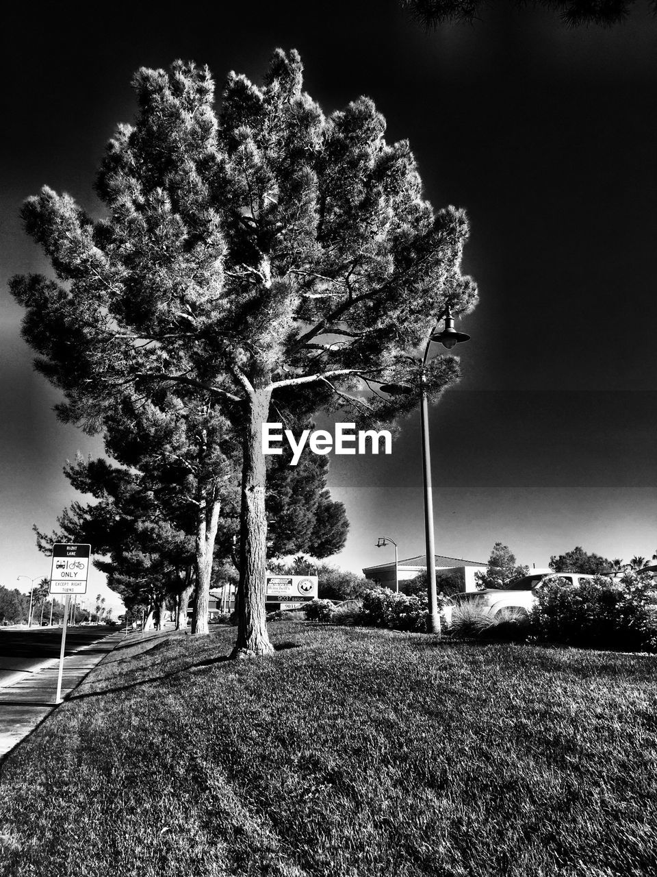 TREES ON LANDSCAPE AGAINST SKY