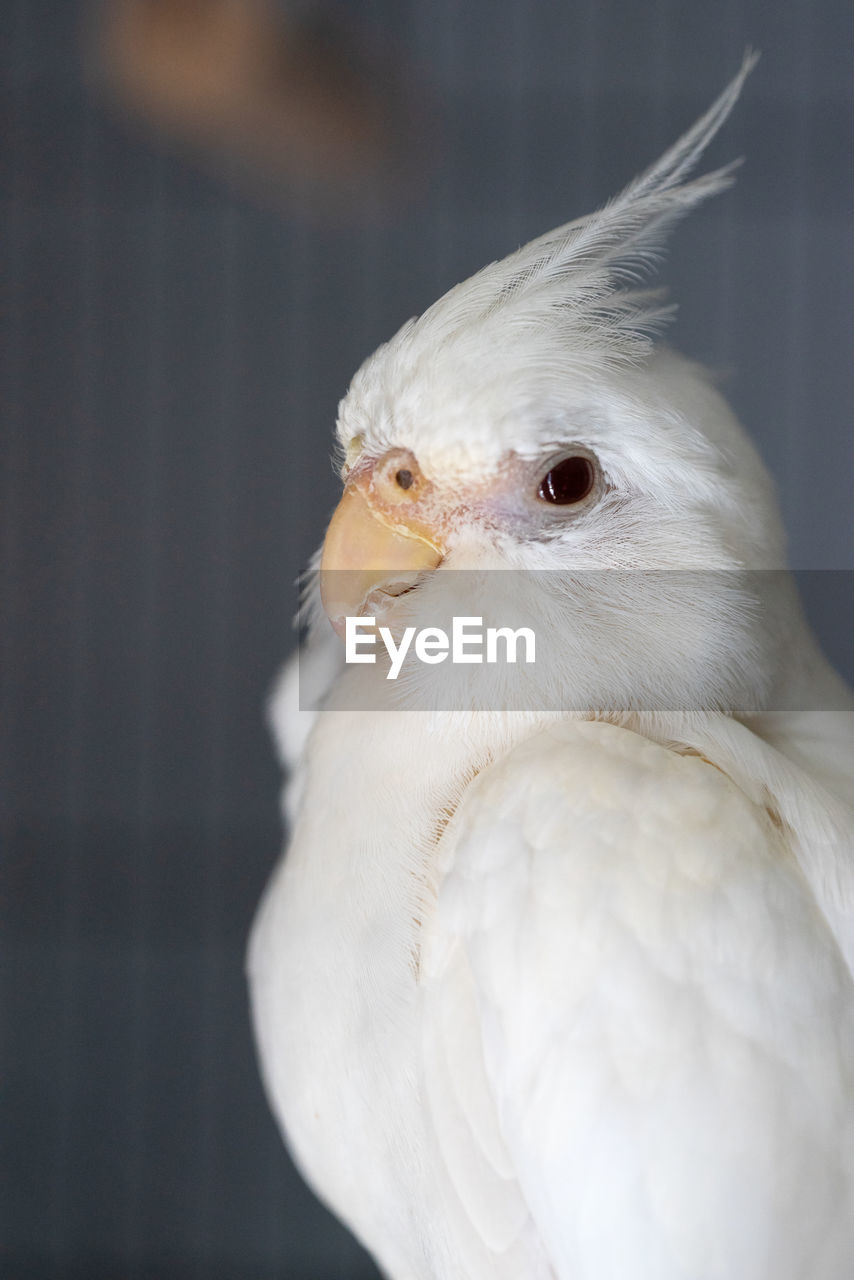 Close-up of a bird