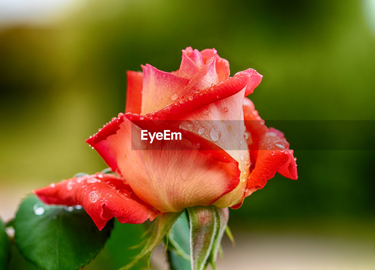 flower, plant, flowering plant, beauty in nature, freshness, close-up, macro photography, red, rose, nature, petal, fragility, inflorescence, flower head, garden roses, drop, water, wet, plant stem, bud, no people, leaf, focus on foreground, plant part, growth, outdoors, blossom, pink, springtime, green, rain, vibrant color, dew, rose - flower, botany, selective focus