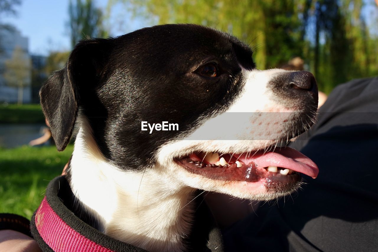 CLOSE-UP OF A DOG LOOKING AWAY OUTDOORS