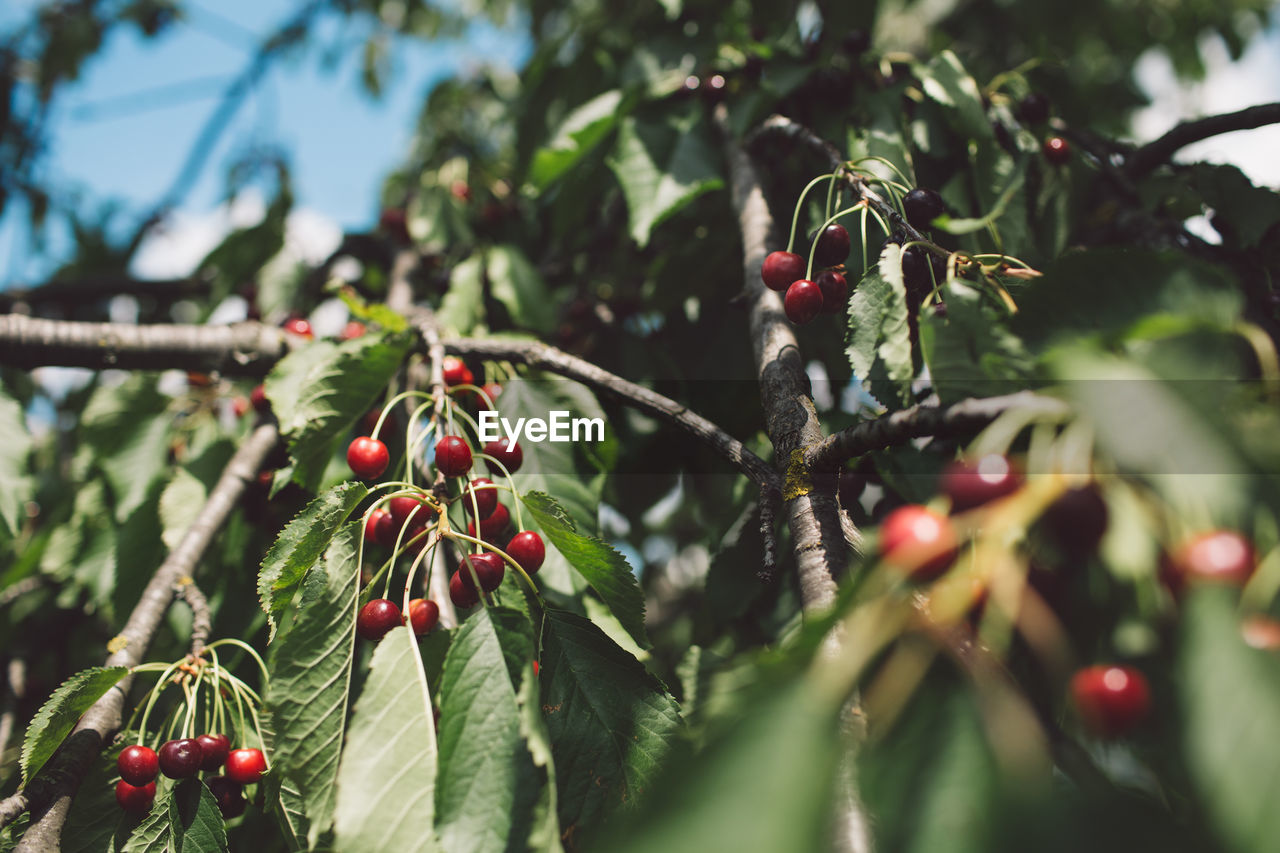 Low angle view of cherries growing on tree