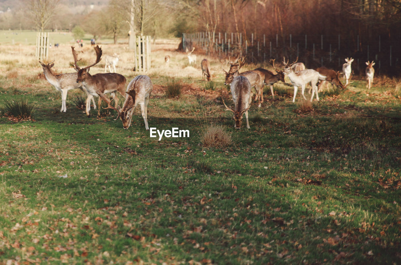 Herd of deer grazing on field at richmond park