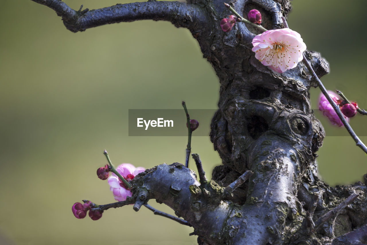 Plum close-up - plum bonsai