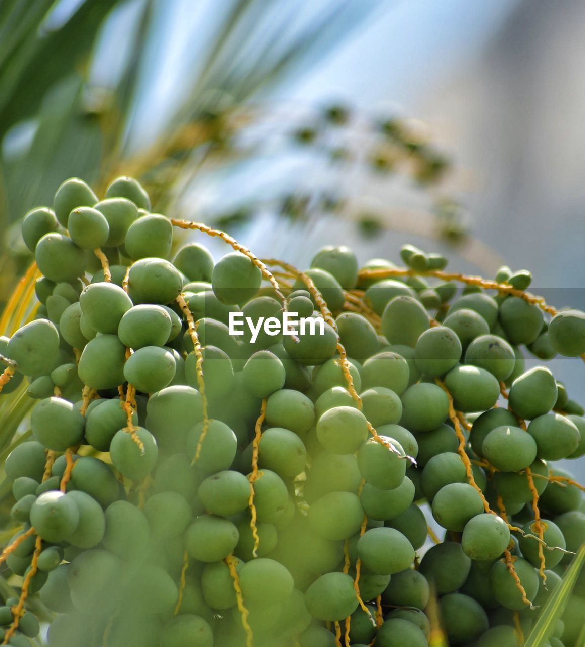 Closeup of dates on a palm tree with blurred building in background