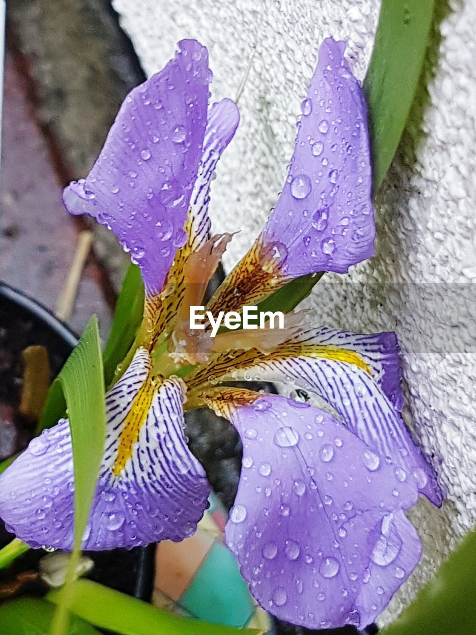 CLOSE-UP OF RAINDROPS ON FLOWER