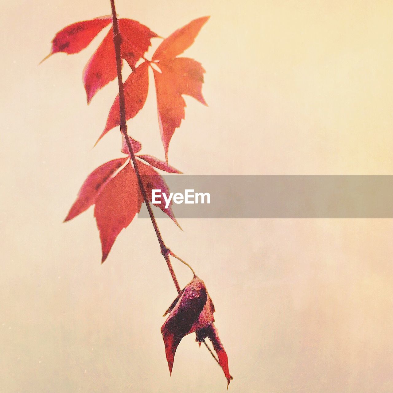 CLOSE-UP OF RED MAPLE LEAVES