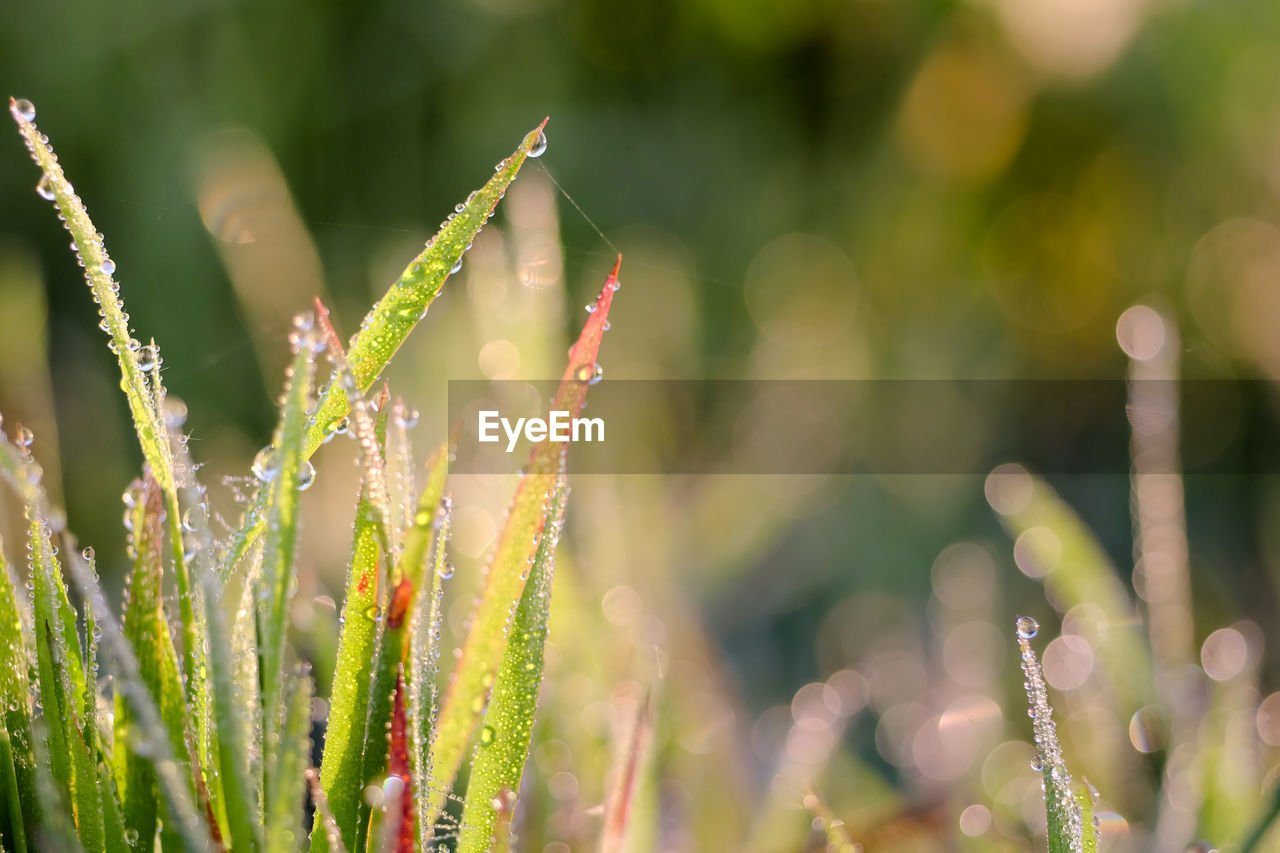 Close-up of dew on plant