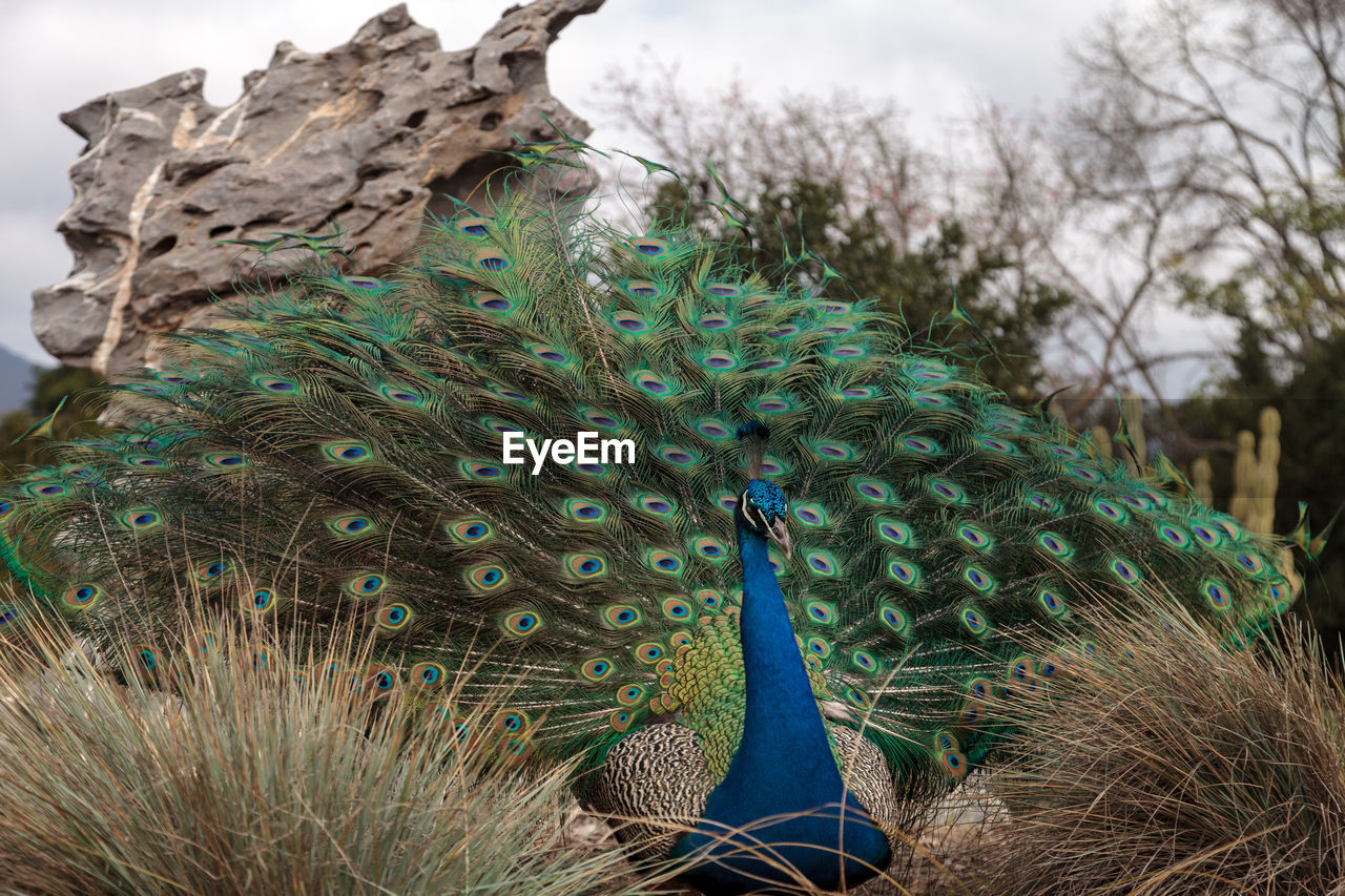 CLOSE-UP OF PEACOCK AGAINST TREES AND SKY