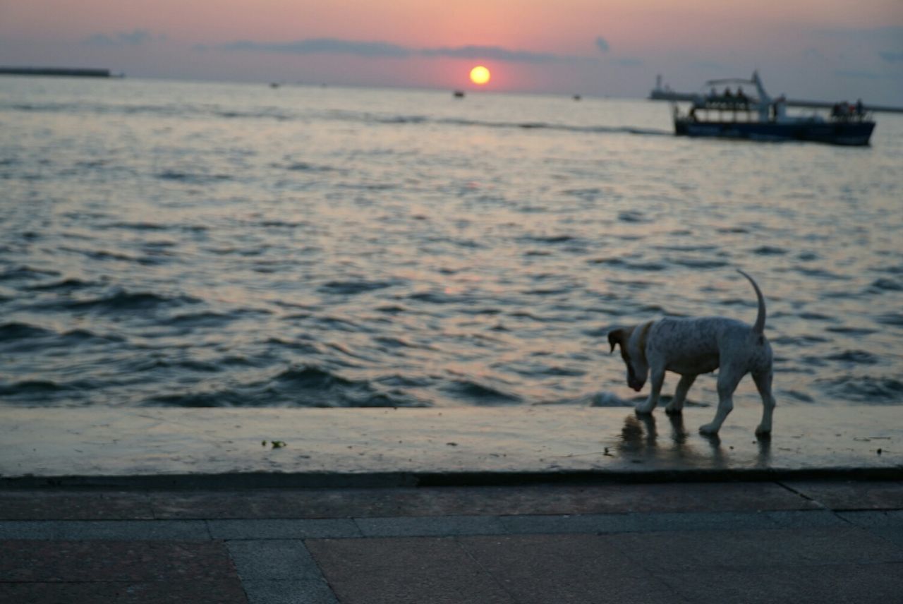 DOG AT BEACH AGAINST SKY DURING SUNSET