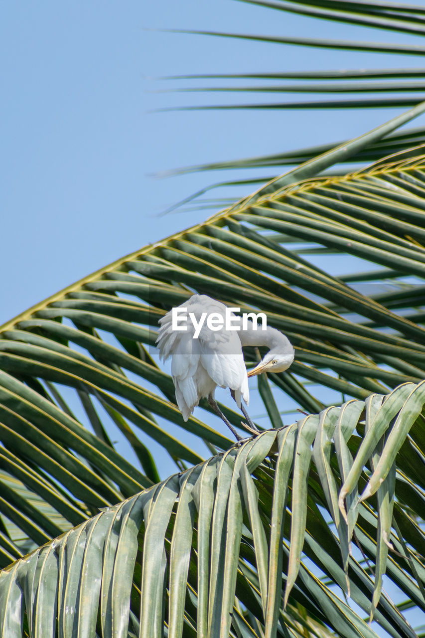 Low angle view of bird perching on palm tree against sky