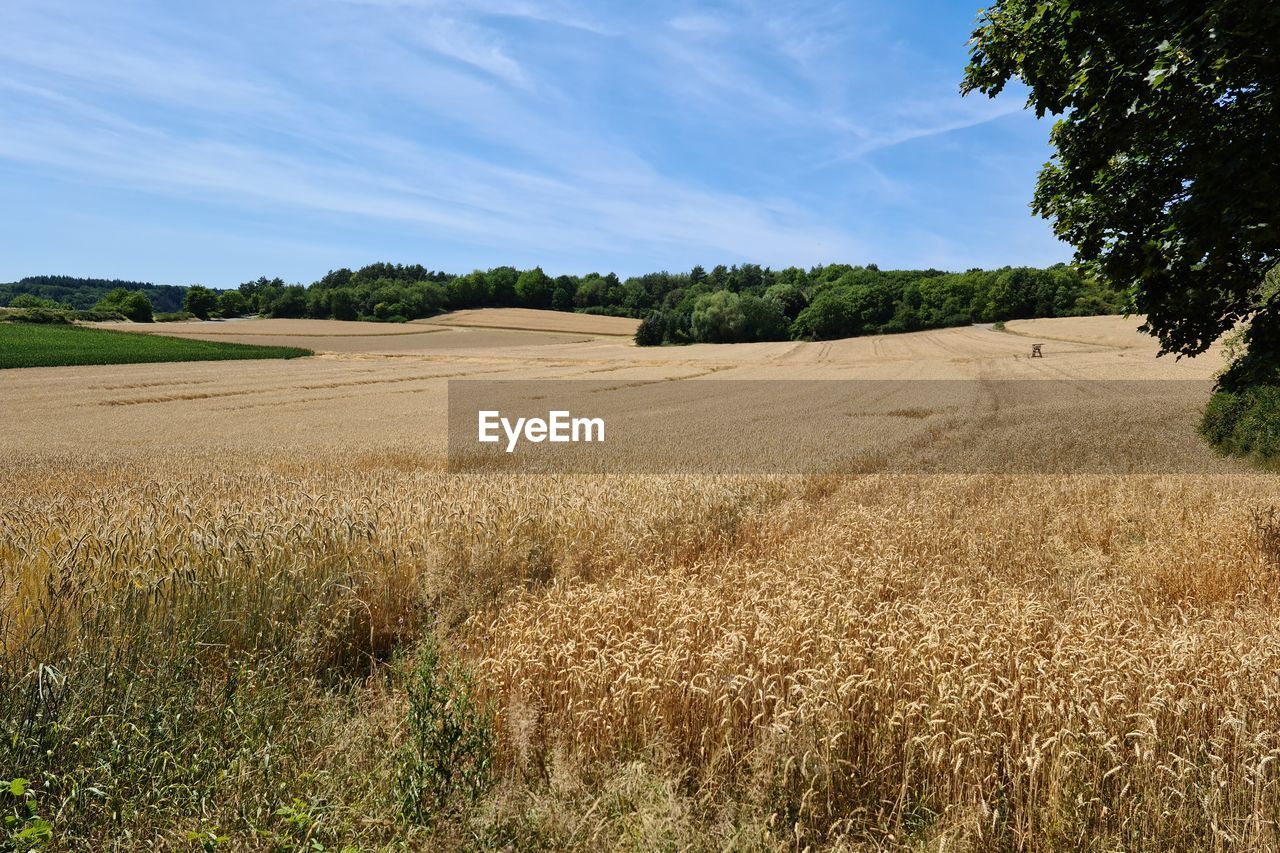 landscape, plant, land, environment, sky, field, agriculture, rural scene, nature, grassland, soil, grass, growth, cereal plant, crop, tree, rural area, plain, scenics - nature, prairie, beauty in nature, food, cloud, wheat, no people, farm, summer, tranquility, day, barley, outdoors, tranquil scene, sunlight, blue, food and drink, non-urban scene