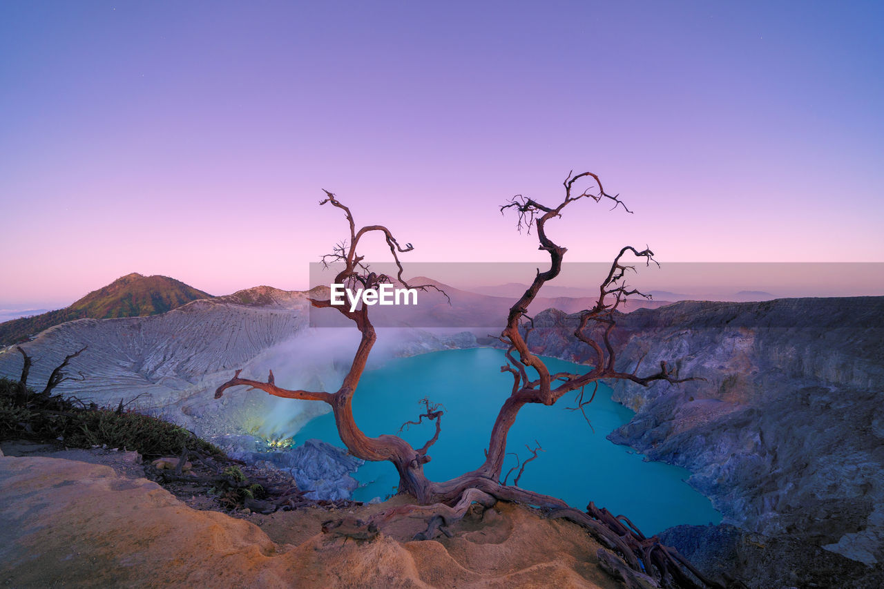 Bare tree on mountain against purple sky