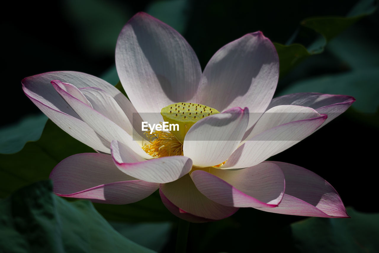 flower, flowering plant, plant, aquatic plant, beauty in nature, freshness, petal, water lily, close-up, proteales, nature, flower head, fragility, pink, inflorescence, lotus water lily, macro photography, leaf, growth, pond, no people, lily, water, plant part, pollen, purple, outdoors, blossom, focus on foreground, magenta