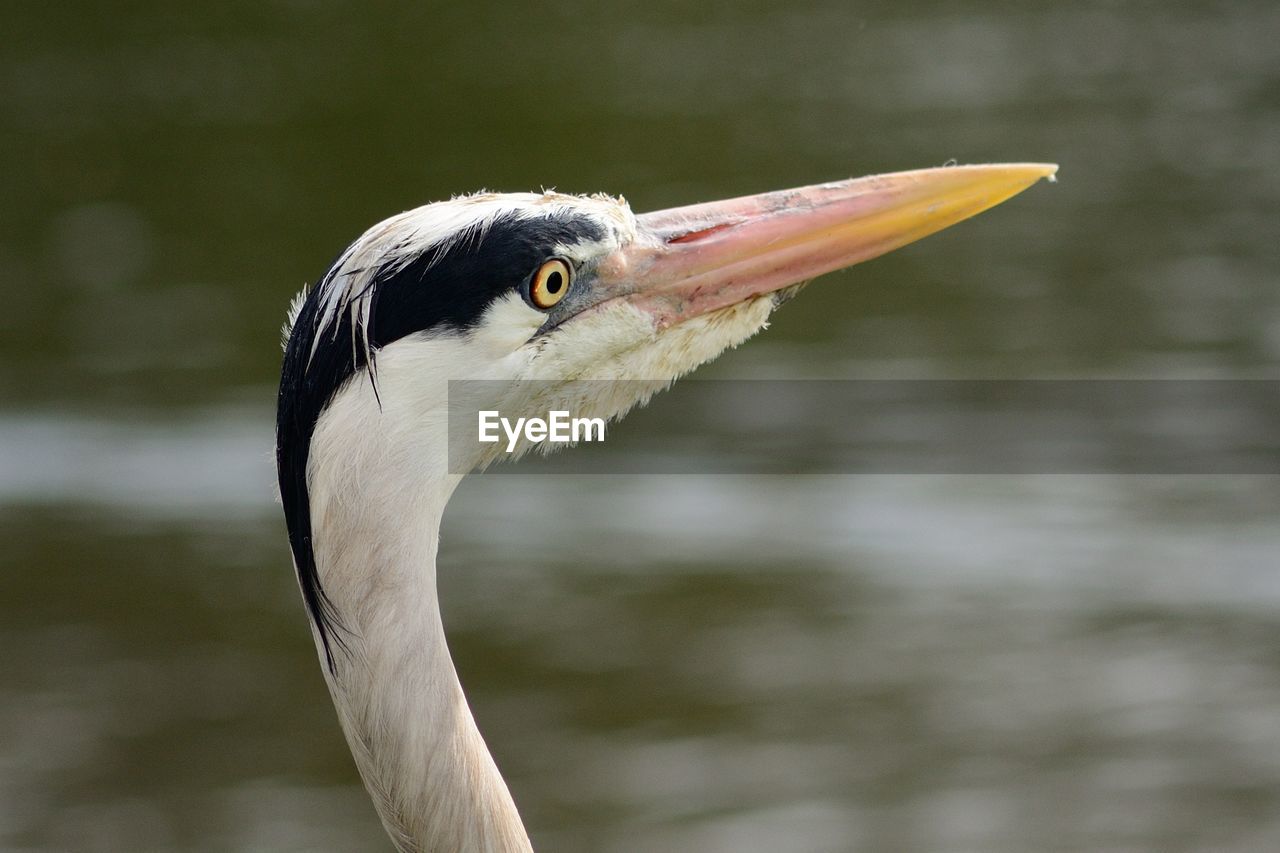 Close-up of great blue heron