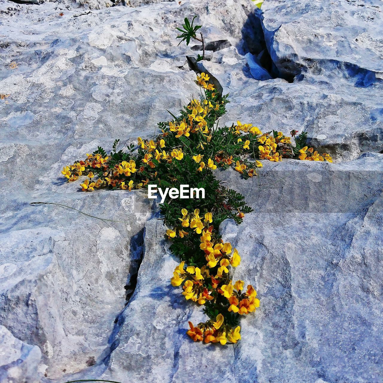 YELLOW FLOWERS ON ROCK