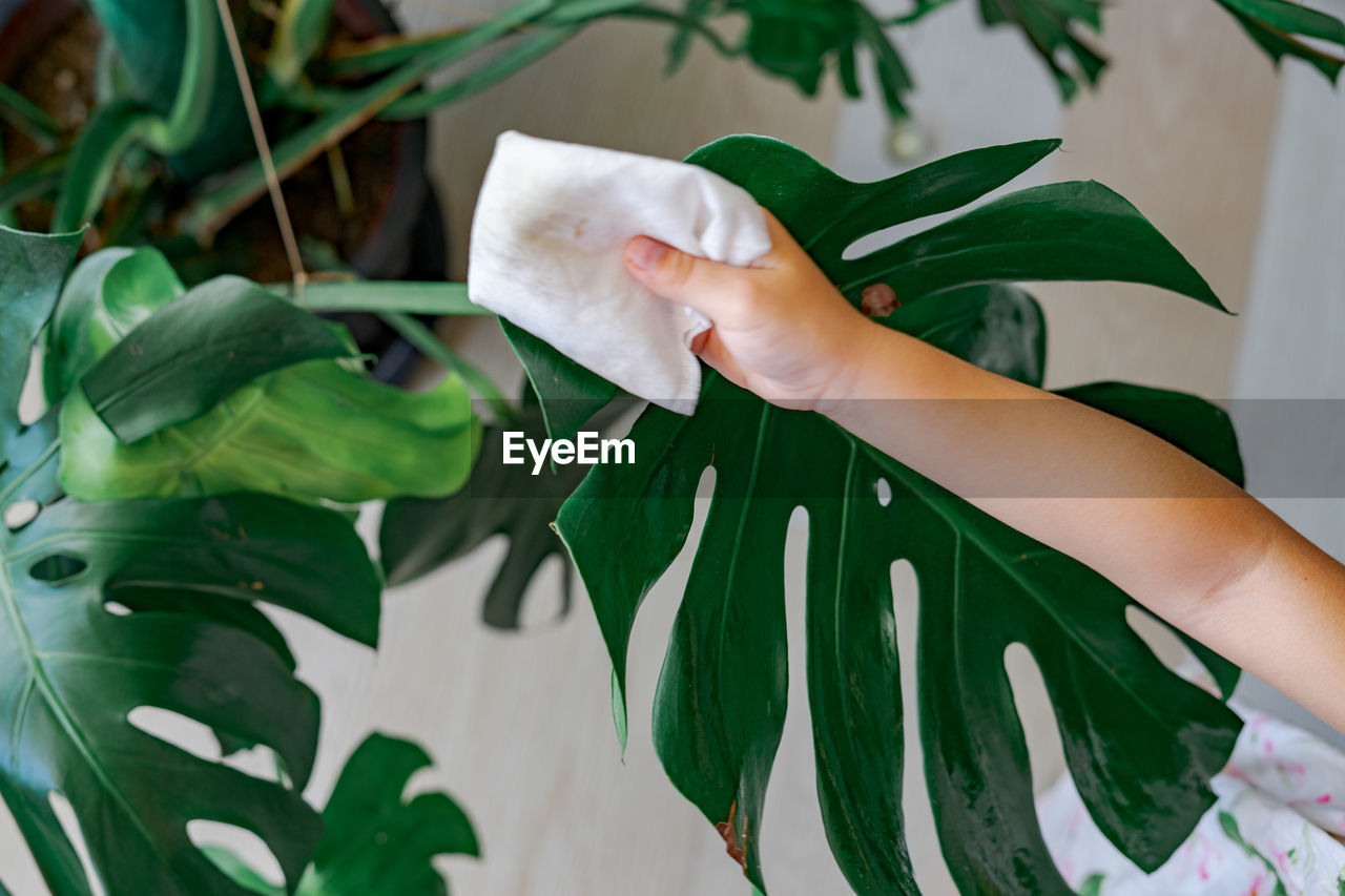 CLOSE-UP OF WOMAN HAND HOLDING LEAVES