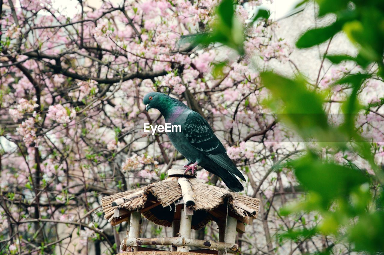 Pigeon perching on built structure against trees