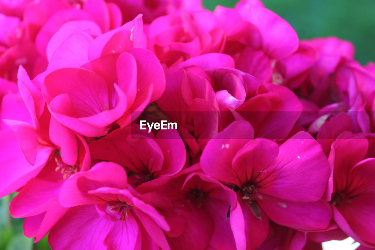 Close-up of pink flowers