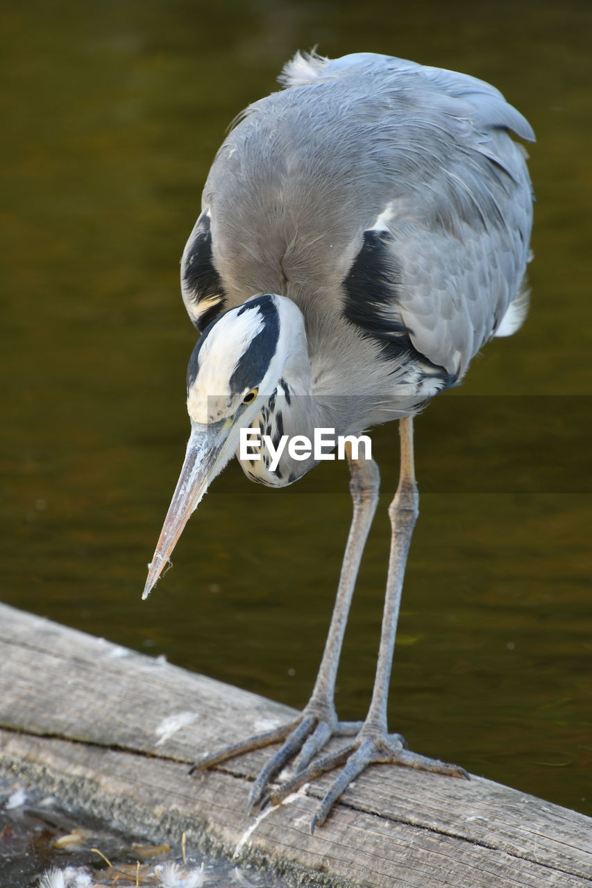 animal themes, animal, bird, animal wildlife, wildlife, one animal, beak, water, nature, lake, no people, animal body part, full length, day, wing, outdoors, focus on foreground, water bird, heron