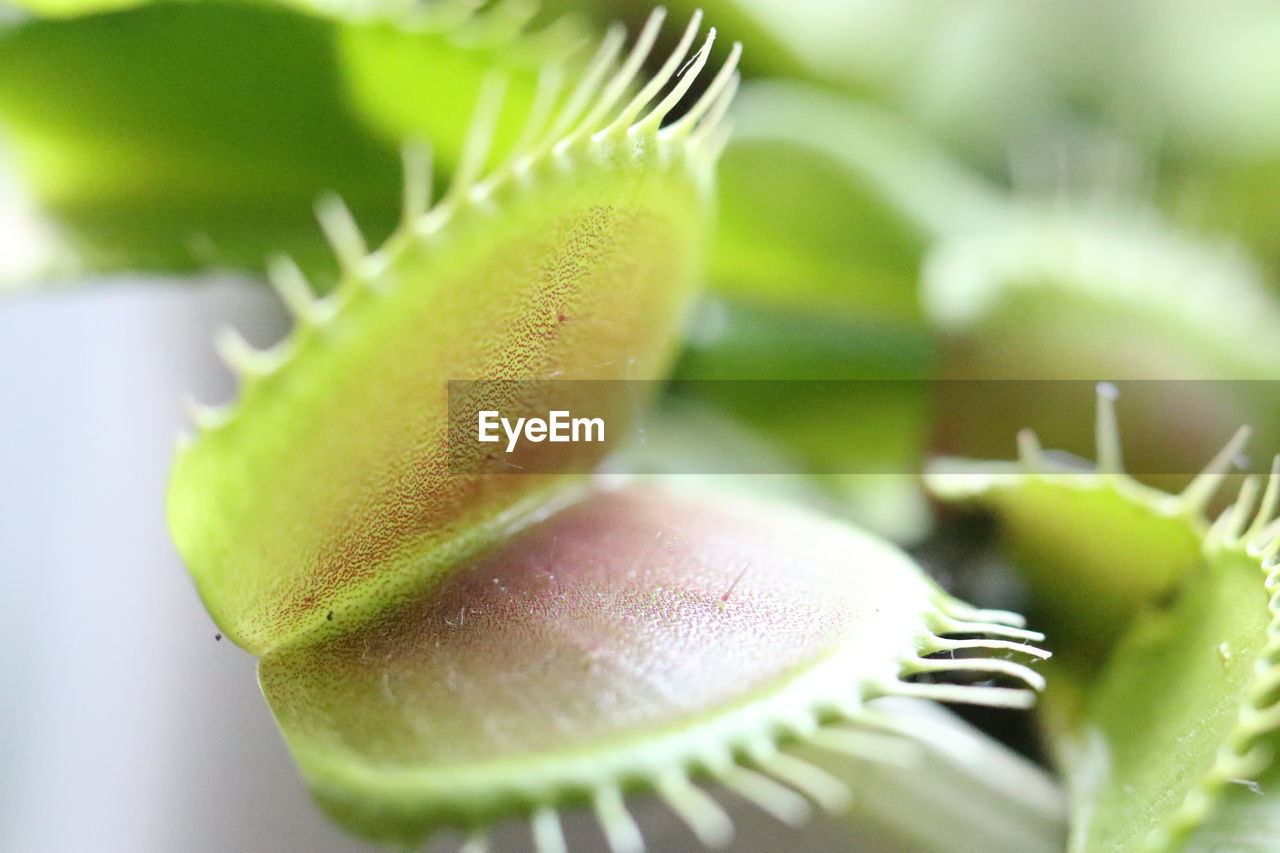 Close-up of venus flytrap