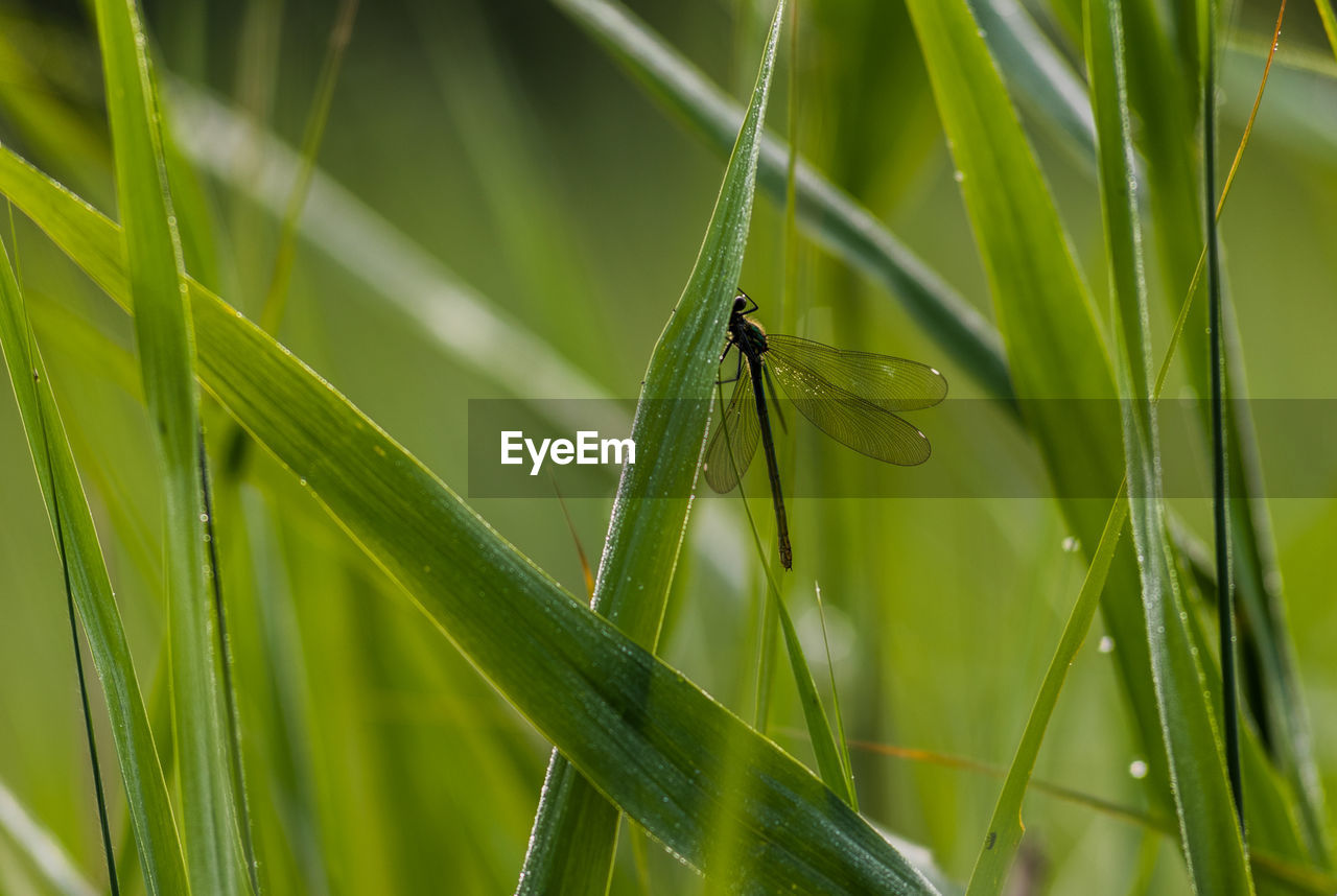 CLOSE-UP OF DAMSELFLY ON GRASS