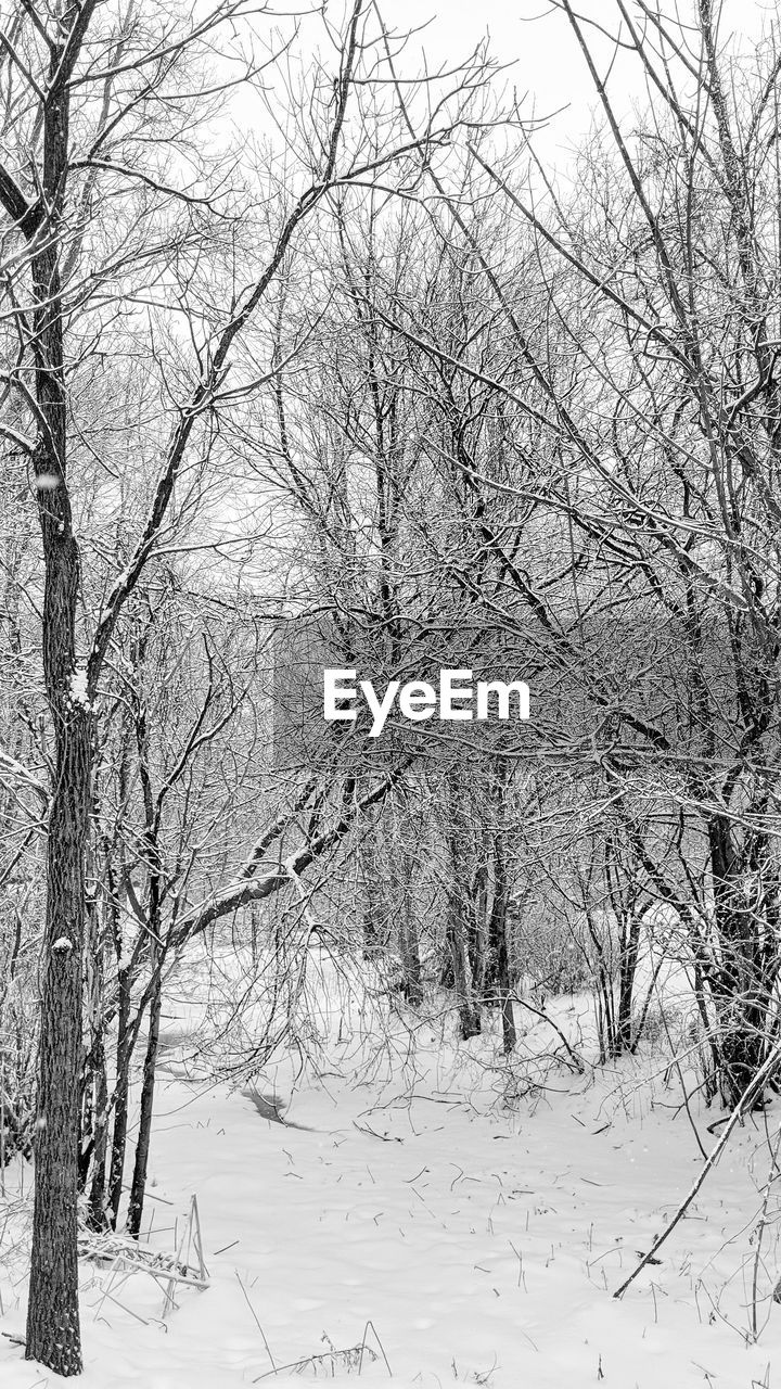 BARE TREE IN SNOW COVERED LANDSCAPE