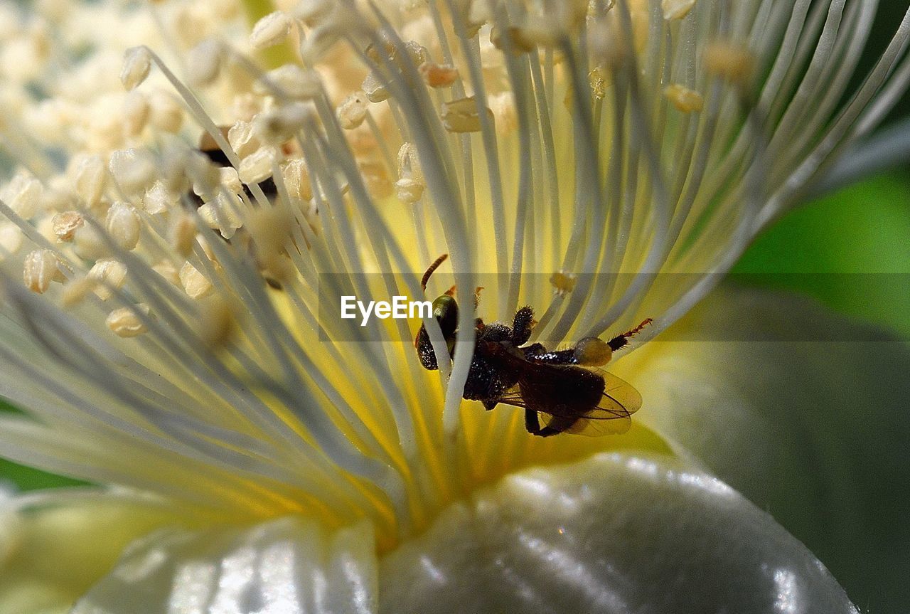 Close-up of bees on flower