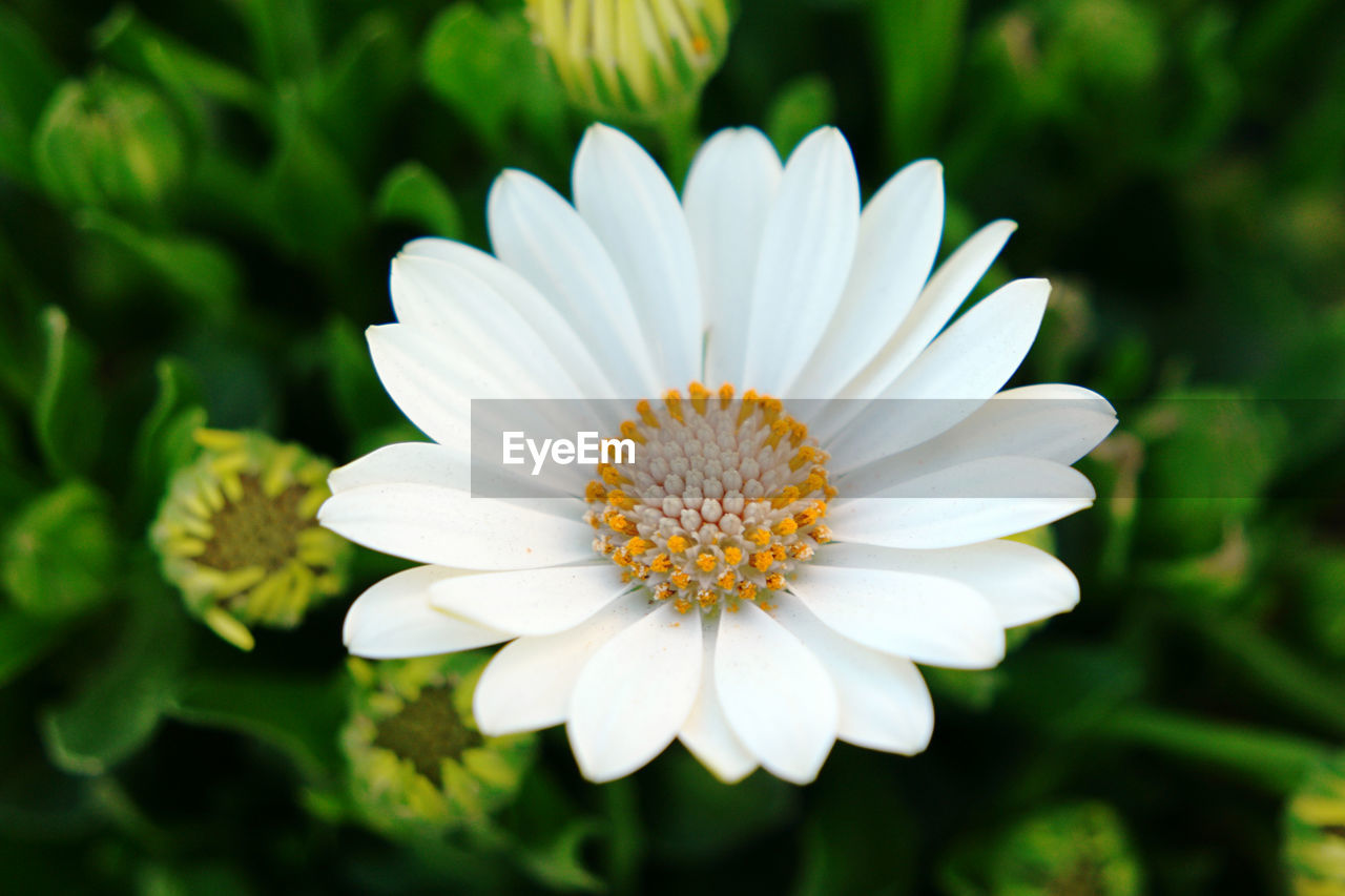 flower, flowering plant, plant, freshness, beauty in nature, daisy, petal, flower head, growth, close-up, white, inflorescence, macro photography, fragility, nature, pollen, yellow, no people, botany, focus on foreground, outdoors, wildflower, summer, green, blossom, springtime, day, garden