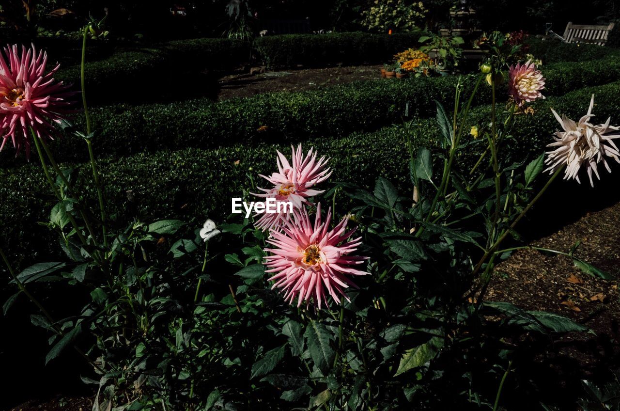 CLOSE-UP OF FLOWERS BLOOMING