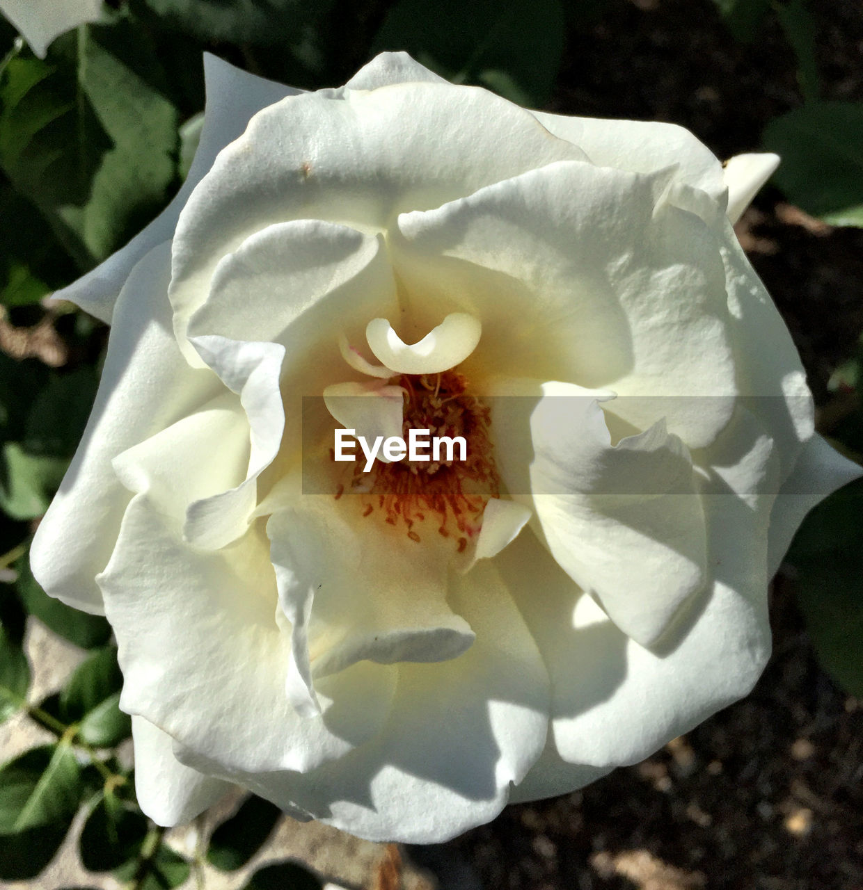 CLOSE-UP OF WHITE ROSE BLOOMING OUTDOORS
