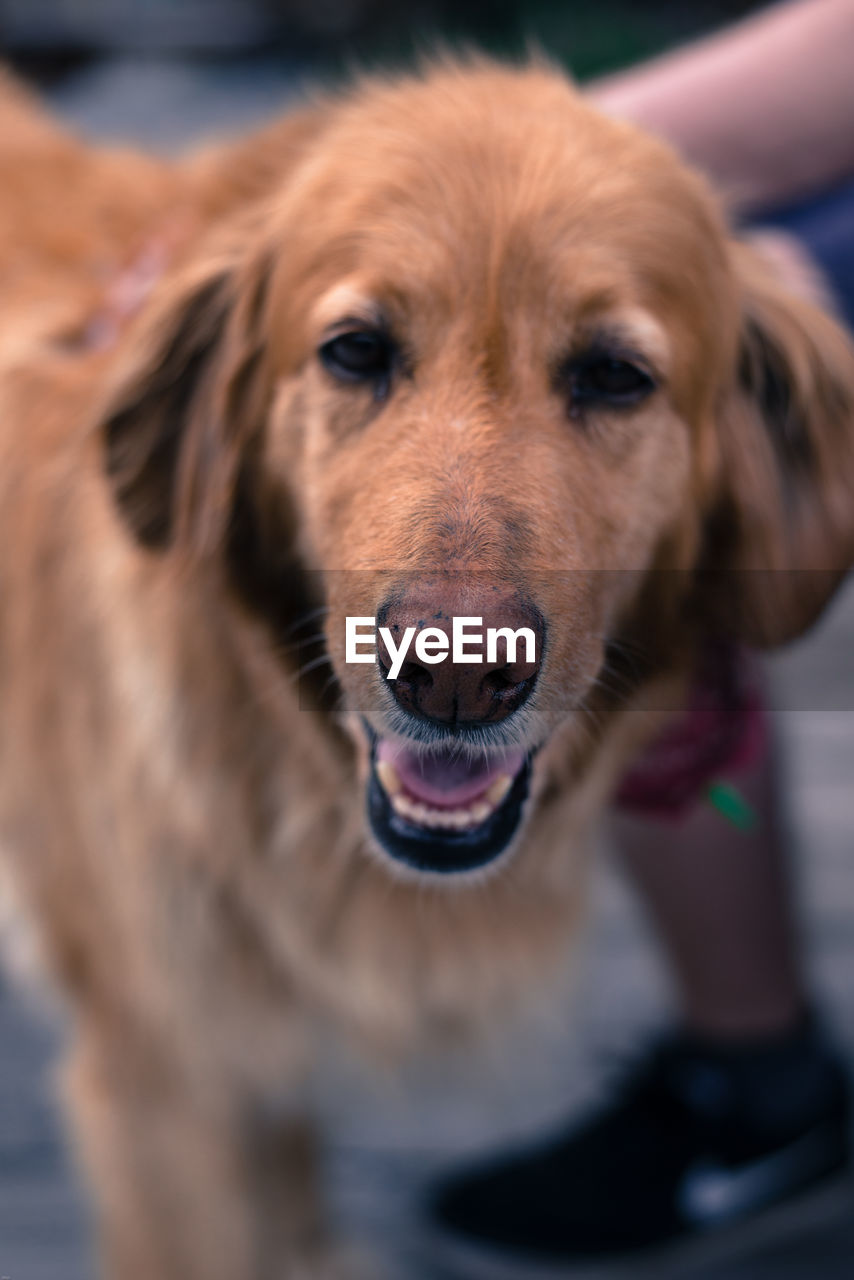 Close-up portrait of dog