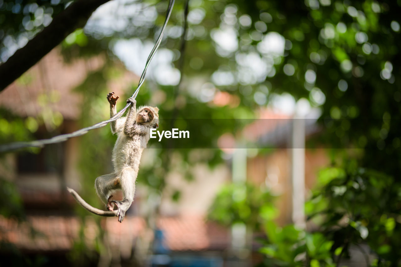 Young playful macaque monkey hangs from wire in balinese hindu temple, ubud forest, bali, indonesia