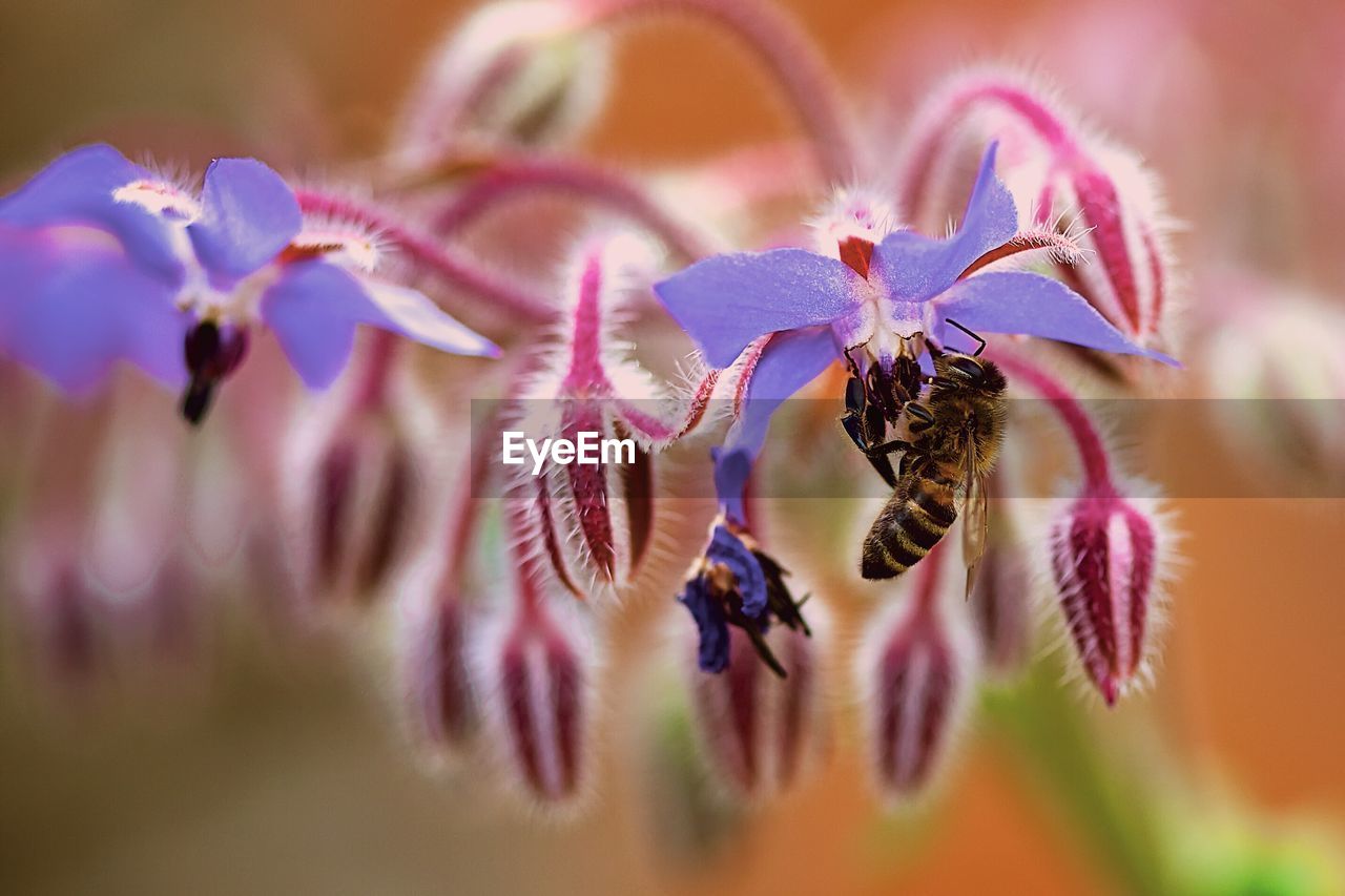 CLOSE-UP OF HONEY BEE ON FLOWERS