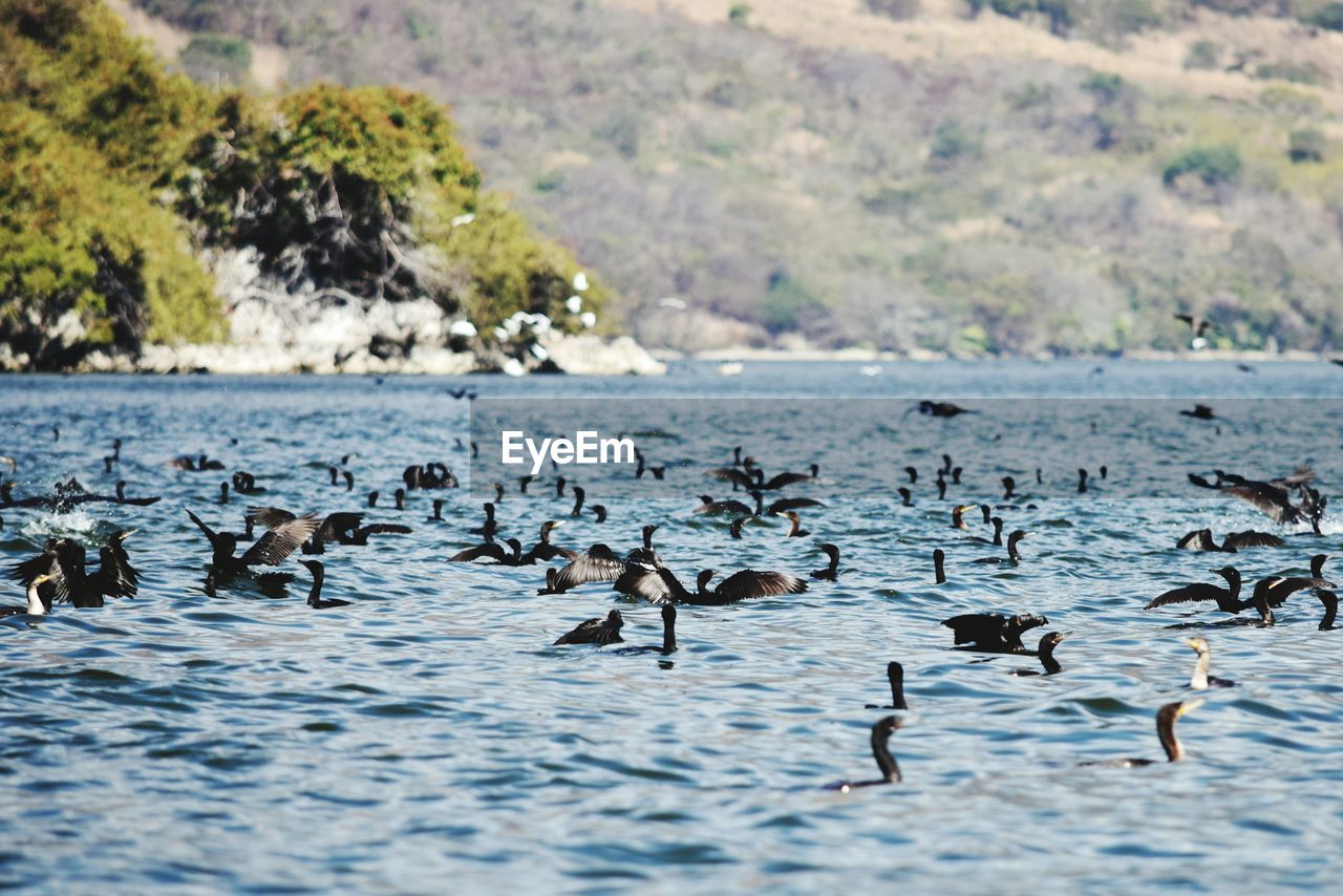 DUCKS ON LAKE