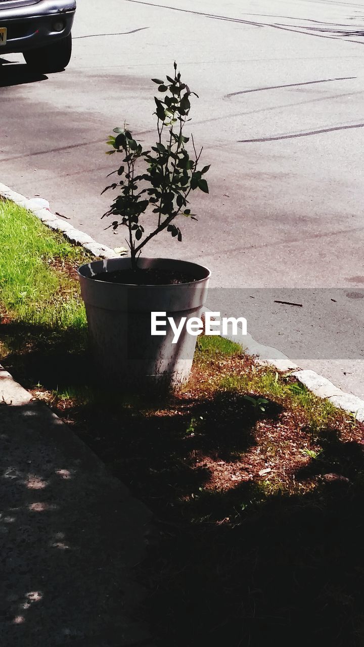 POTTED PLANTS ON TREE TRUNK