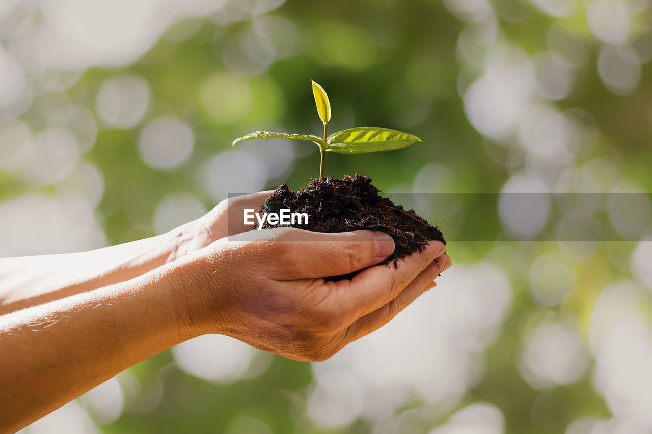 Cropped image of hands holding seedling