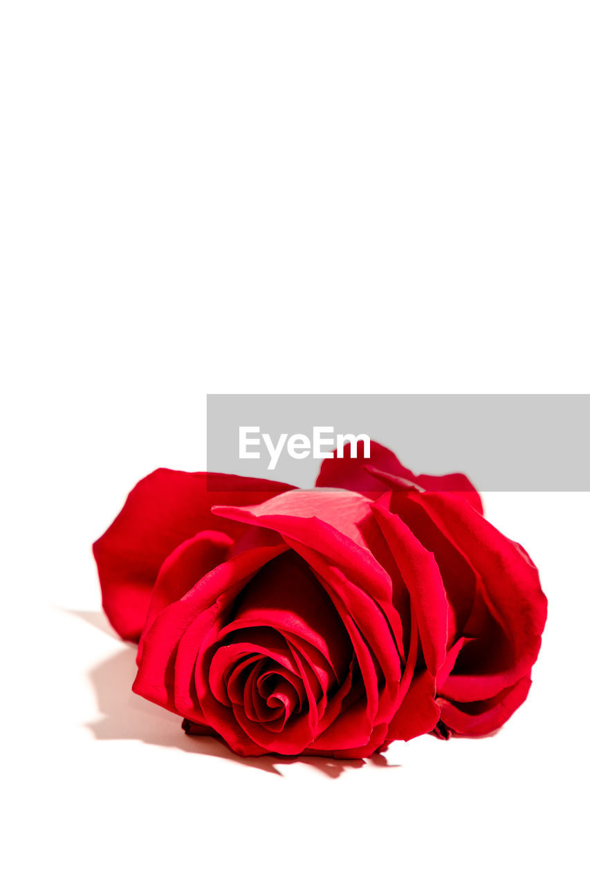 CLOSE-UP OF ROSE BOUQUET AGAINST WHITE BACKGROUND