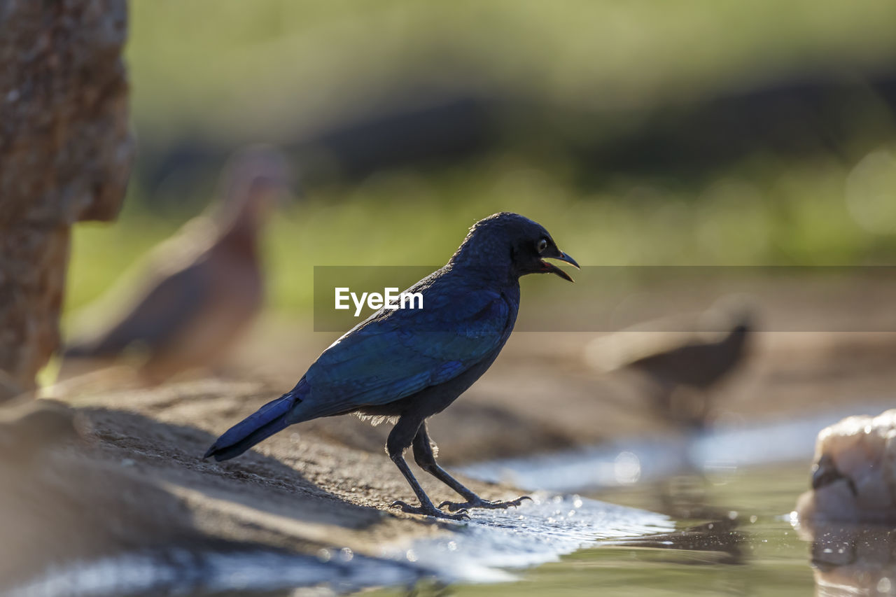 close-up of bird perching on rock