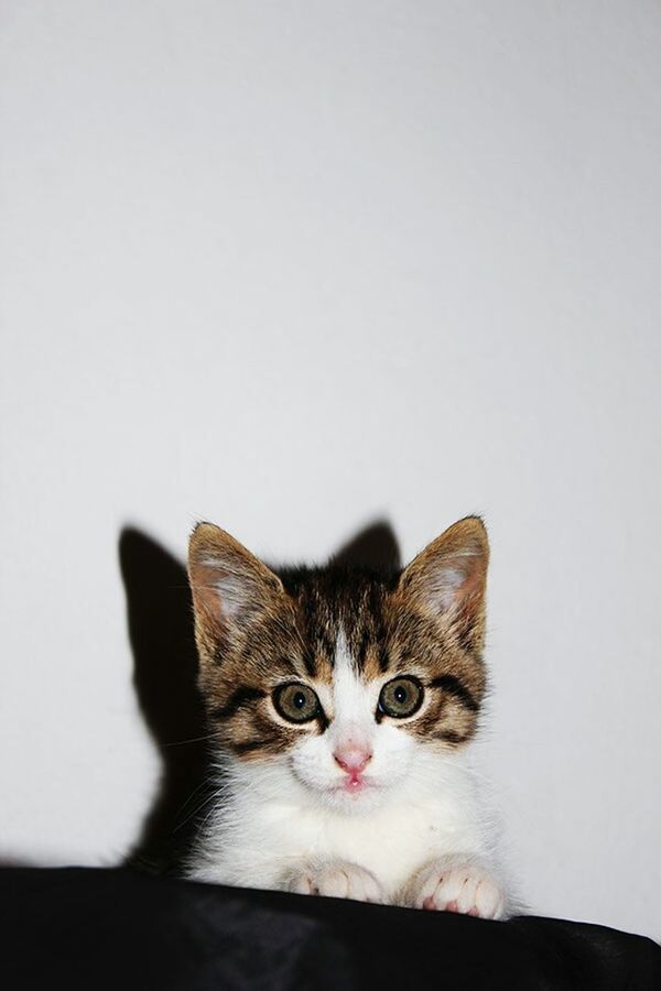 PORTRAIT OF CAT OVER WHITE BACKGROUND