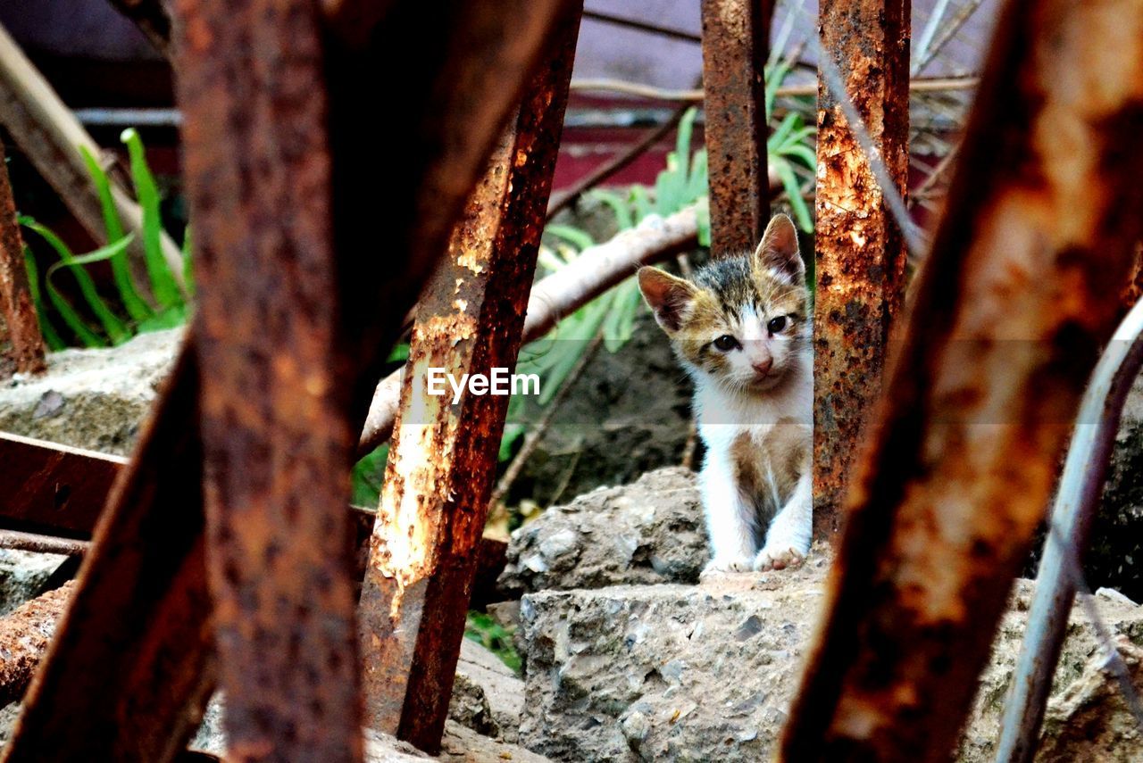 PORTRAIT OF CAT BY TREE