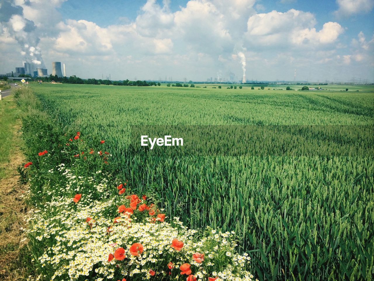 View of flowers growing in field against clouds