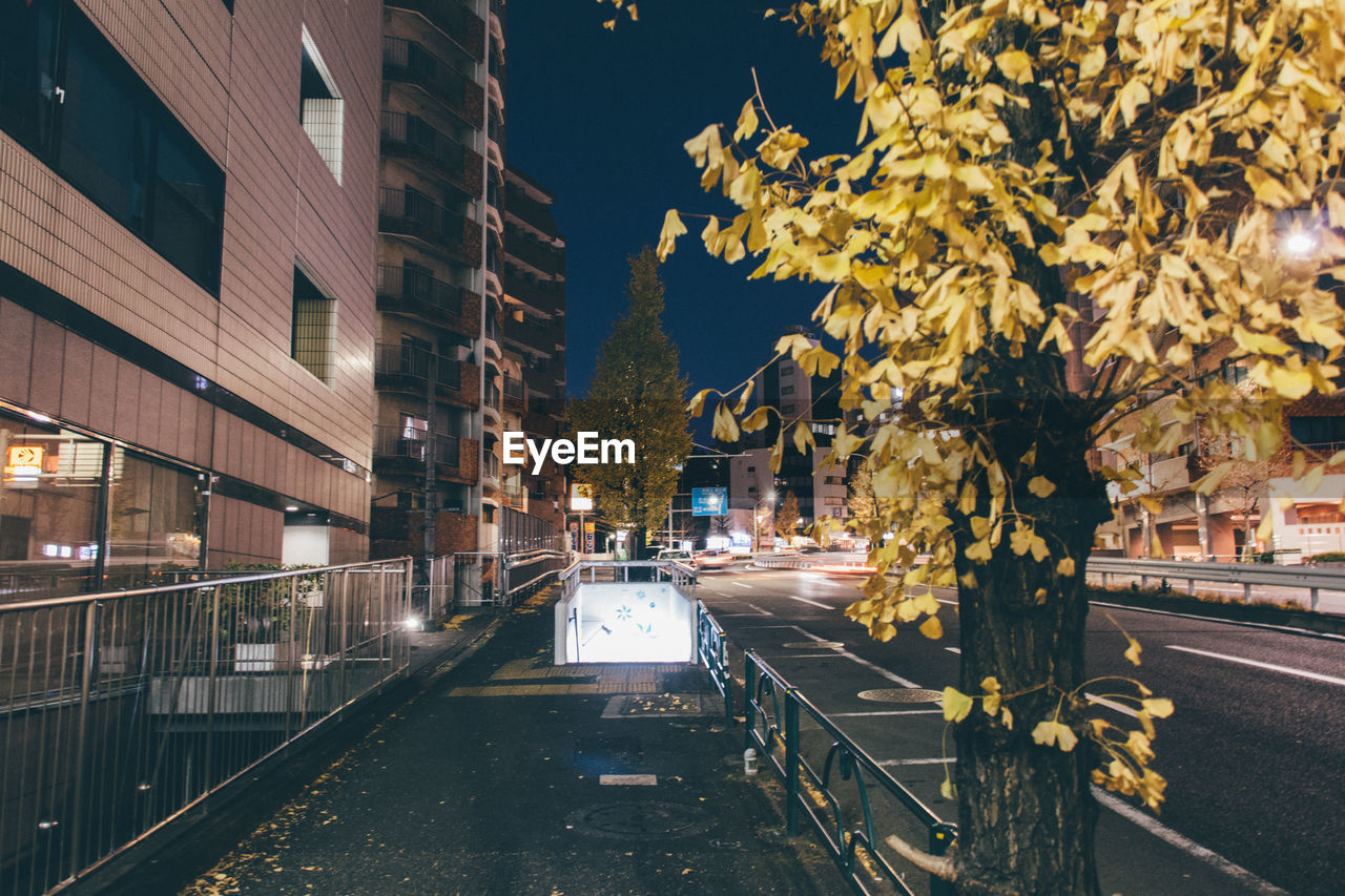 Autumn tree by footpath in city at night