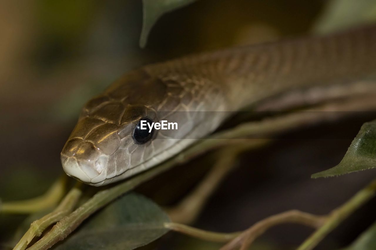 Black mamba closeup