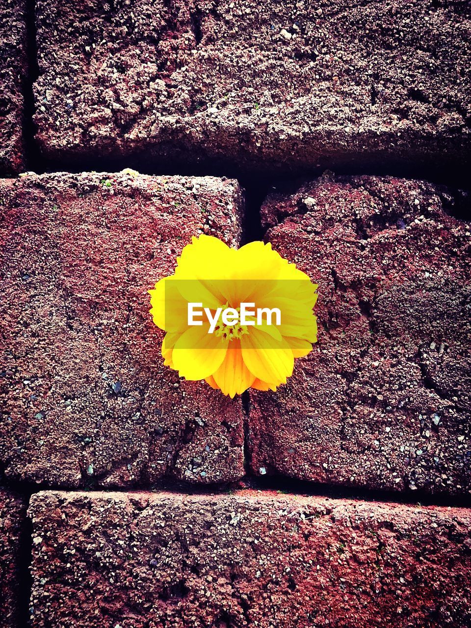 CLOSE-UP OF YELLOW FLOWER BLOOMING