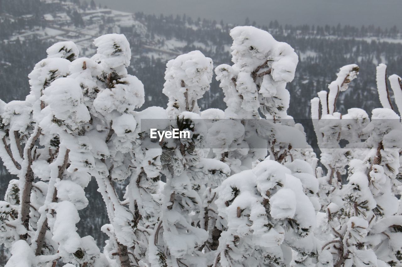 CLOSE-UP OF SNOW COVERED TREES