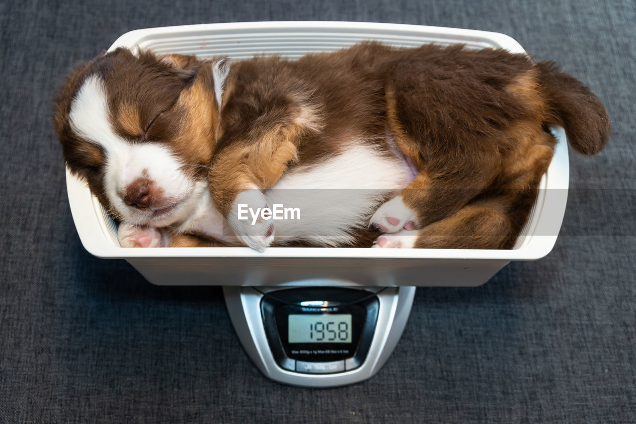 HIGH ANGLE VIEW OF DOG SLEEPING IN A CAR