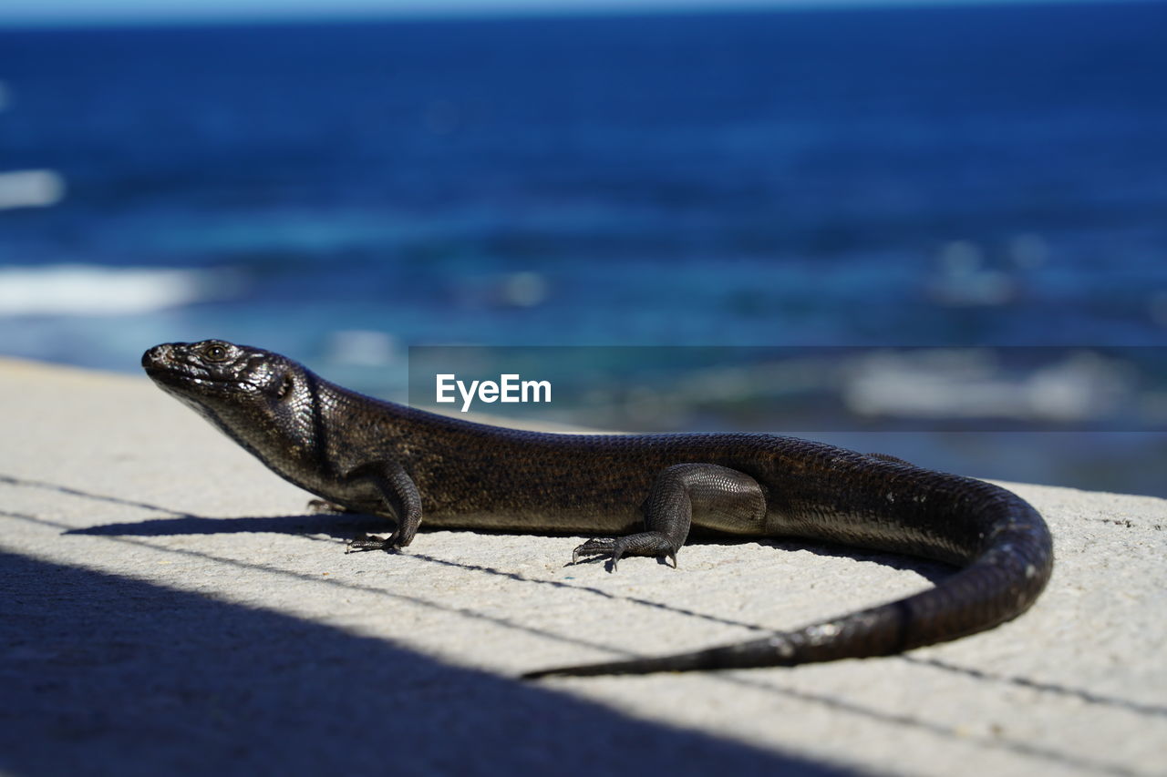 CLOSE-UP OF LIZARD ON ROCK