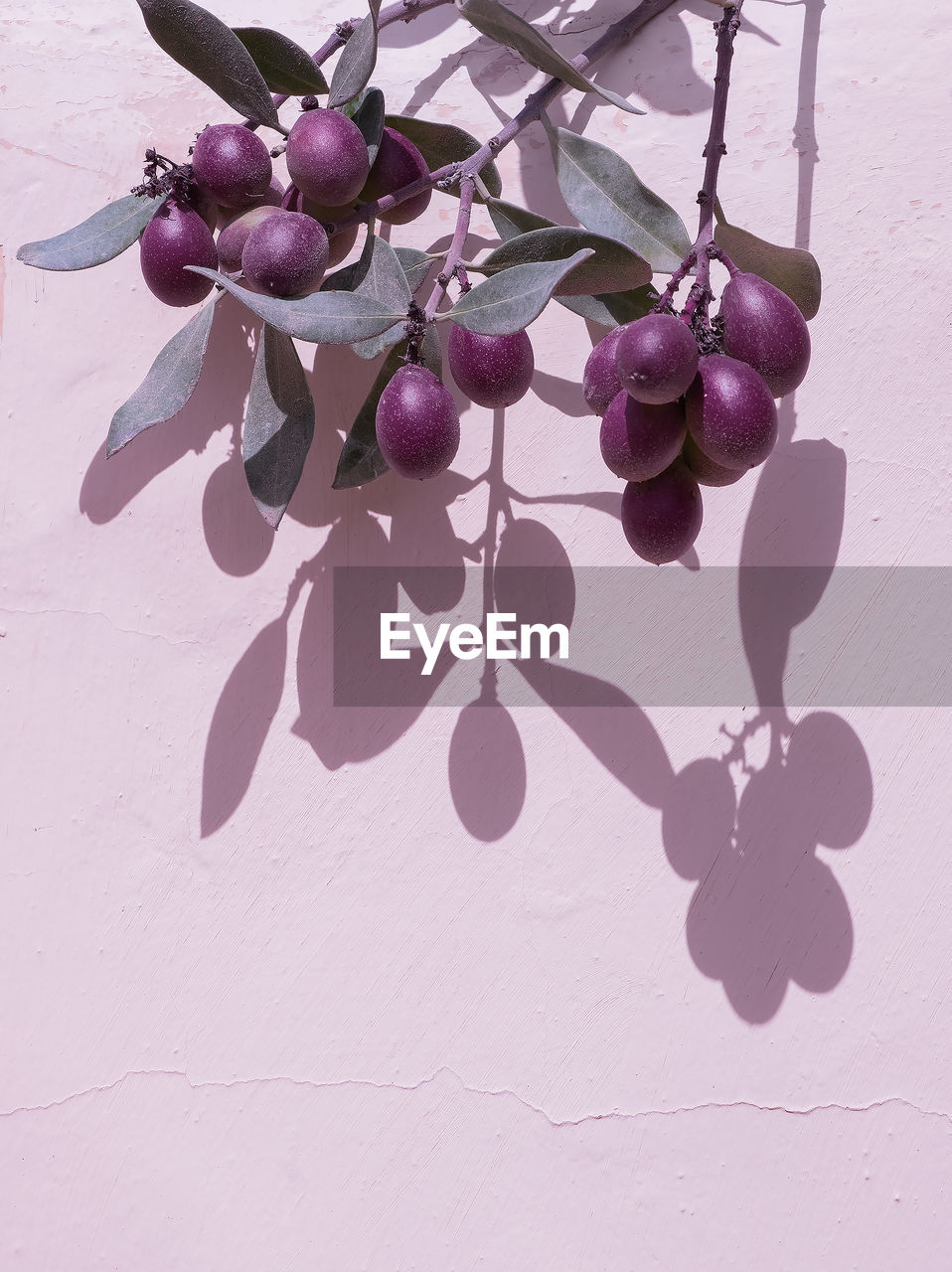 purple, lilac, violet, pink, branch, plant, flower, fruit, no people, nature, food and drink, food, freshness, healthy eating, grape, produce, plant part, wellbeing, leaf, growth, shadow, petal, still life, hanging, indoors