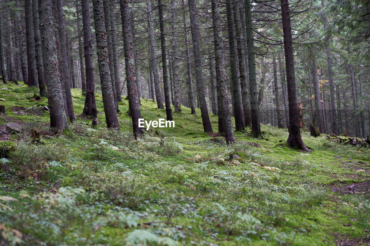 SCENIC VIEW OF FOREST